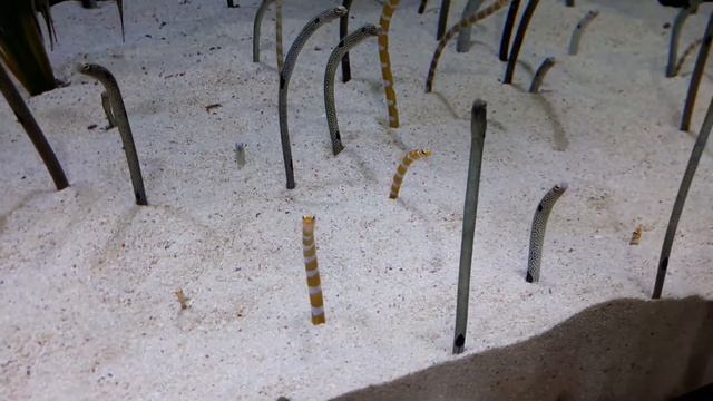 Садовый угорь смотреть онлайн