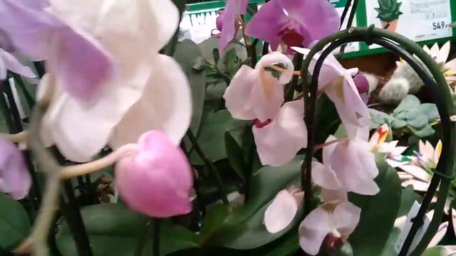Обзор орхидей из Бау Центра смотреть онлайн