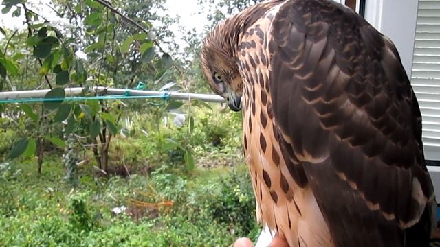 Ястреб Тетеревятник 