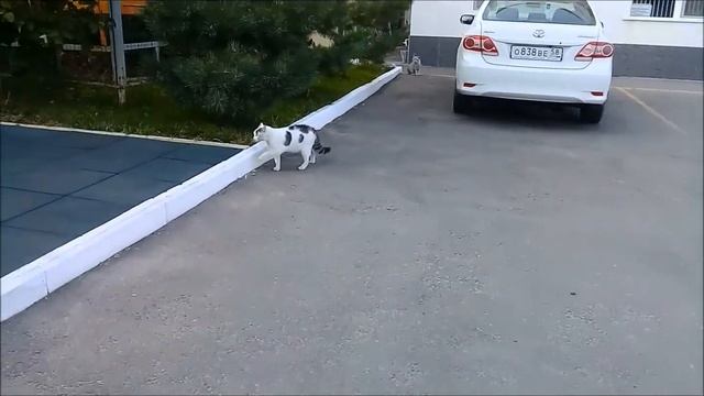 Хозяин двора клиники"Доктора Парамонова" в Балашове. смотреть онлайн