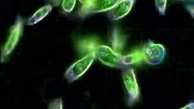 Эвглена зелёная (Euglena viridis) смотреть онлайн