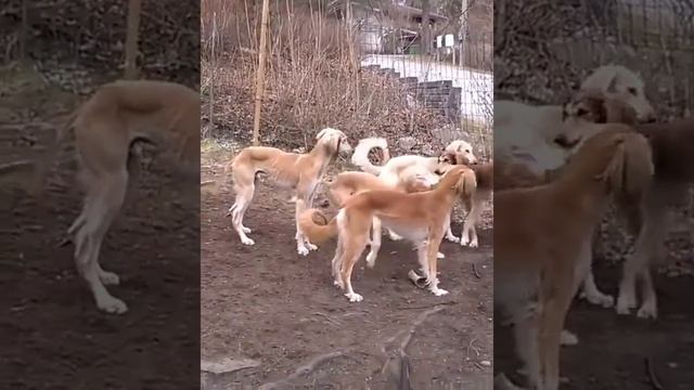 funniest animal videos12 best funny cats and dogs videos 2022 Part 643 #funnyanimalvideos #funny #c смотреть онлайн