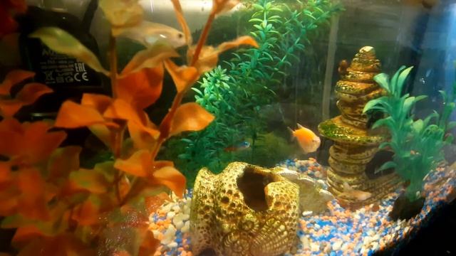 #интересное# экзотическая аквариумная рыбка арована серебряная смотреть онлайн