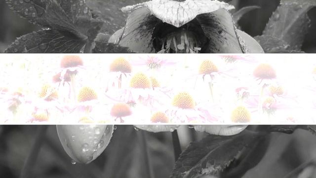 Цветы,подснежники.Позитивное настроение.?? смотреть онлайн