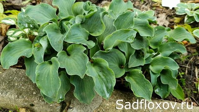 Карликовая хоста Денсин Маус (Dancing Mouse) в моем саду смотреть онлайн