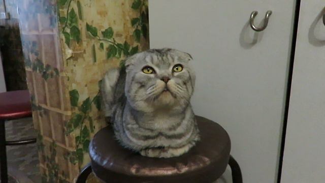 Элтон смотреть онлайн