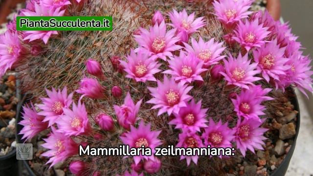 13 Piante grasse bellissime da esterno, che restano verdi per tutto l'anno. смотреть онлайн