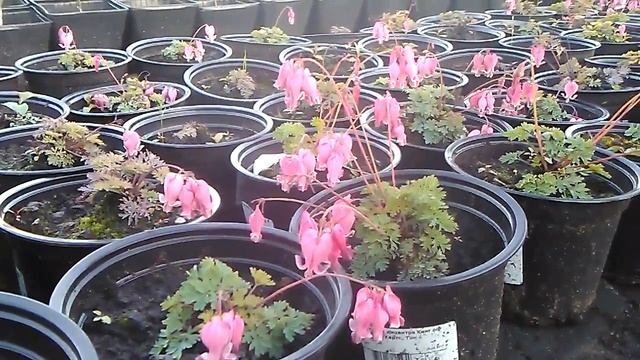 Купить растение "Дицентра" в ассортименте в интернет-магазине Hoga.ru смотреть онлайн