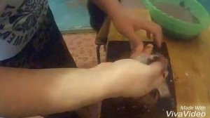 Как правильно разделать карася