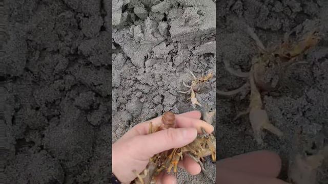 После шторма побережье Актау усыпано раками смотреть онлайн