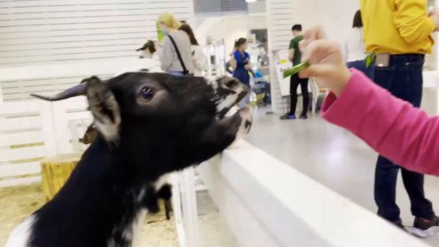 Лика в контактном зоопарке смотреть онлайн