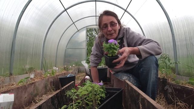 Растения защитники. БИОзащита теплицы от белокрылки без опрыскивания, окуривания. смотреть онлайн