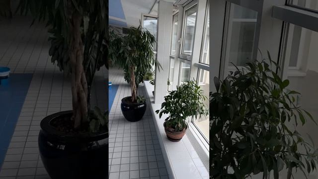 Отделка бассейна в Кремле смотреть онлайн