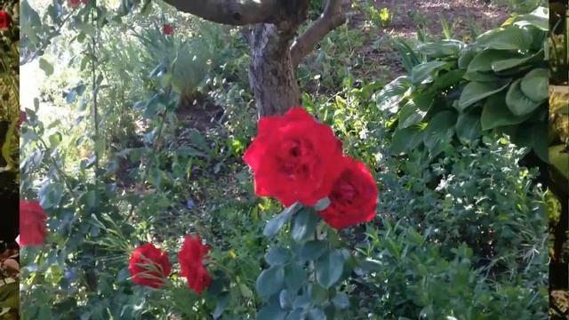 ШУМ ВЕТРА ВМЕСТО МУЗЫКИ И РОЗЫ смотреть онлайн