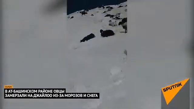 Қирғизистонда қор ёғди совуқдан қўйлар музлаб қотиб қолишди, отлар эса бўрон оқибатида тепаликларда смотреть онлайн