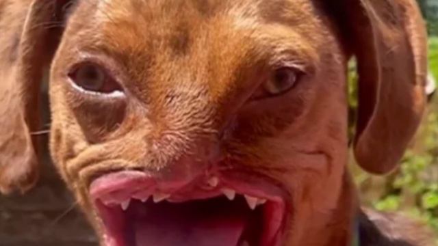 This puppy was BITTEN by his MOTHER, but look at him now! смотреть онлайн