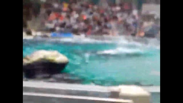 /Zoo Duisburg /Дуйсбург Зоопарк //Дельфины смотреть онлайн