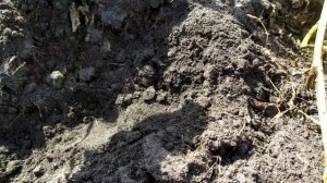 Картофель вектор в 2023-м году.