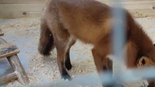 Контактный зоопарк смотреть онлайн