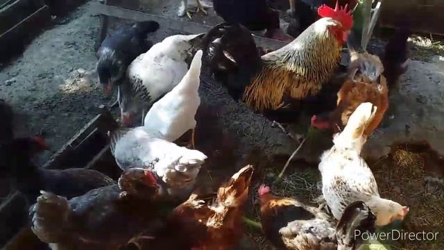 ?Полезная Витаминная Добавка для Кур Несушек❗//Листья Кабачка для Кур//Африканская ЖАРА НА Юге смотреть онлайн