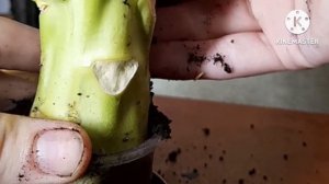 КАК Я ВЫРАЩИВАЮ БРОККОЛИ ДОМА/HOW I GROW BROCCOLI AT HOME!