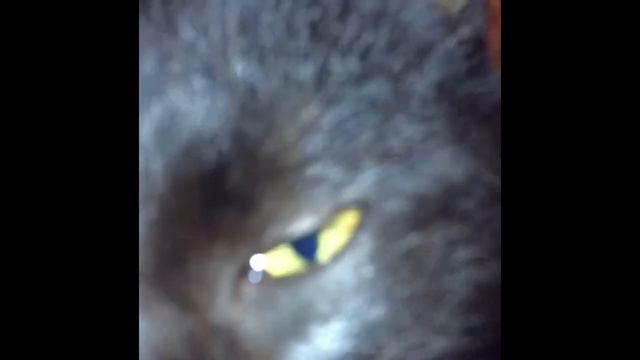 Чёрная кошка сверкает глазами замедленно смотреть онлайн