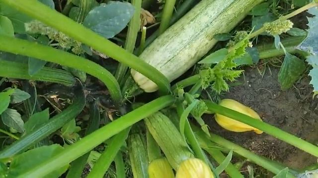 Осенняя подкормка крыжовника и клубники #подкормка #осенниеработы смотреть онлайн