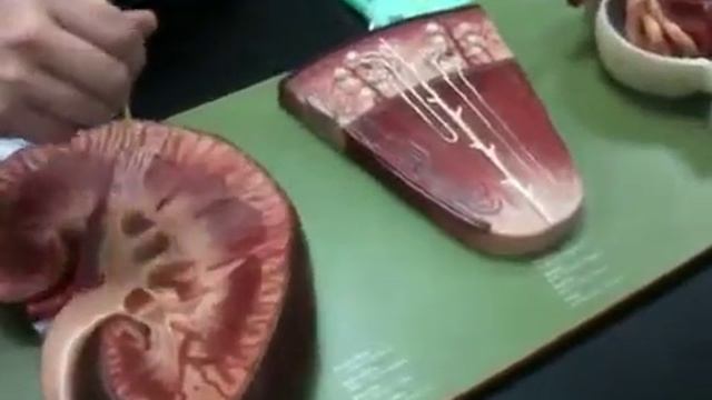 LAMB kidney model смотреть онлайн