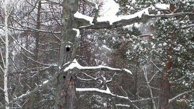 На снежном перевале Эхвалихи 🐺, село Боград (Хакасия, 22.11.2020) смотреть онлайн