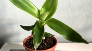 Секреты Цветения Золотого Уса: Правильный Уход И Выращивание / Подкормки Для Каллизии Душистой