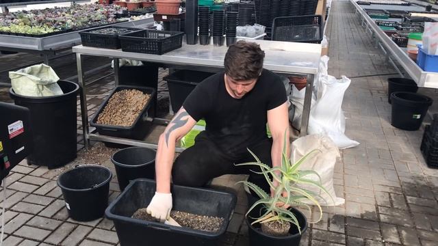 Алоэ древовидное (Aloe arborescens variegated) - пересадка пестролистного столетника смотреть онлайн