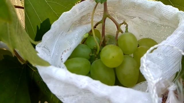 Треск винограда. Виноград Аркадия снова удивляет. Созревание винограда в мешочках от ос.