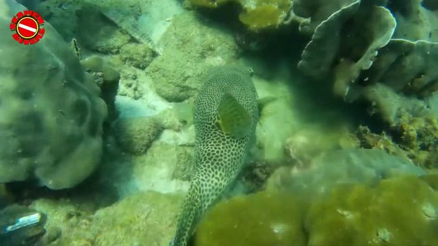 Русский Дайвинг Фукуок Seamen Divers #Фукуок #Дайвинг #SeamenDivers смотреть онлайн