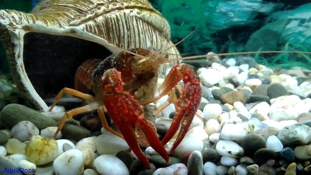 Каннибализм у раков. смотреть онлайн
