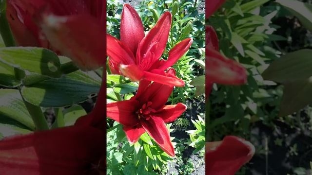 ?Лилии// Ожидание и реальность ? смотреть онлайн