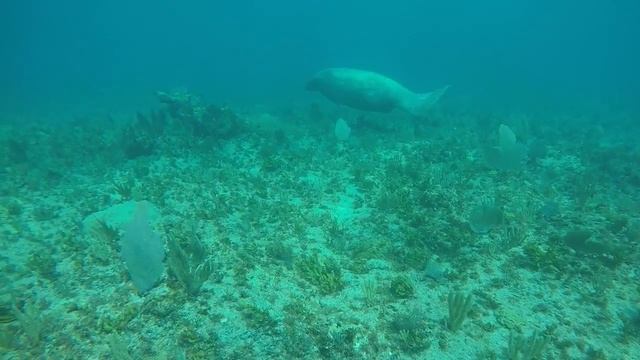 Manati!!! смотреть онлайн