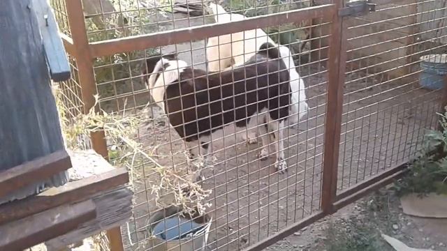 ЗНАКОМСТВО КОБЕЛЯ И СУКИ ПЕРЕД ВЯЗКОЙ (САО) смотреть онлайн