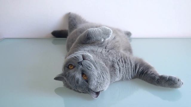 БРИТАНСКИЙ голубой КОТ какой он? / Blue british cat смотреть онлайн