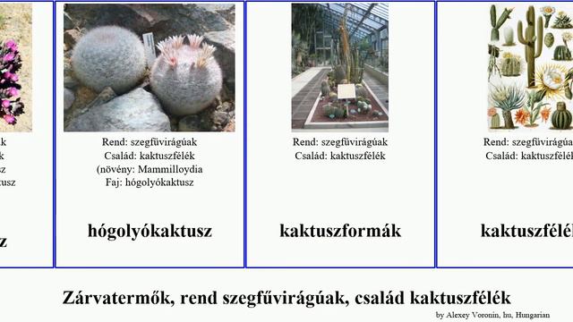 Zárvatermők, Rend Szegfűvirágúak, Család Kaktuszfélék Fügekaktusz Subsp Exotica Angiosperms San