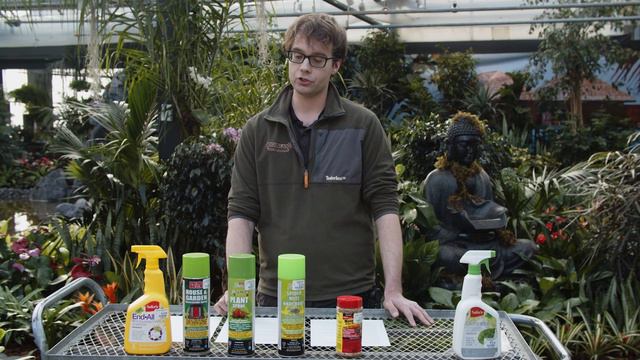 Get Rid of Bugs on Houseplants: BEST CARE GUIDE смотреть онлайн