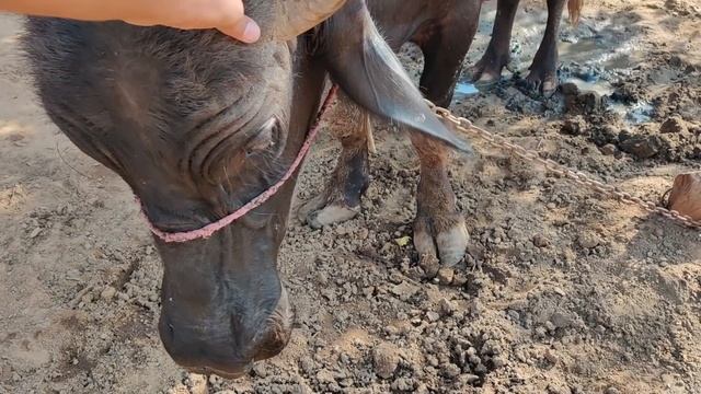 Teaching Dadi Ji About Social Media ? смотреть онлайн
