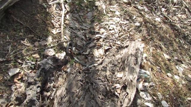 Уж ползёт знакомиться смотреть онлайн