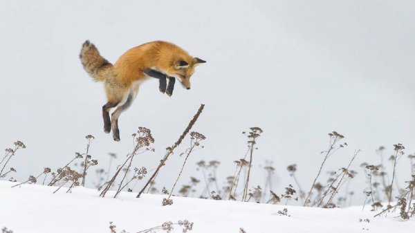 УДАЧНАЯ охота на лису с подхода или ужин с лисой.