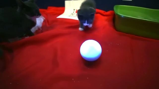 Nyan Kittens vs. Robot Balls смотреть онлайн