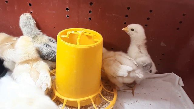10 дней цыплятам! смотреть онлайн