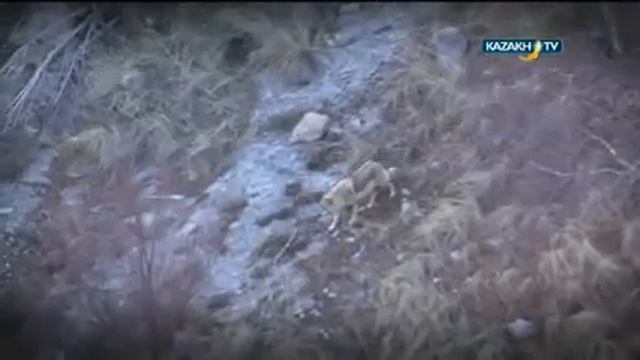 Snow leopard area - Sarygaz смотреть онлайн