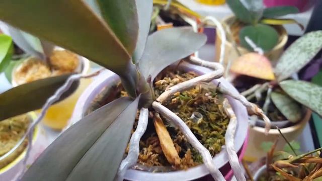 Сеянцам фаленопсиса 4,5 года! Этот.. самый крупный.. обзавелся..)) смотреть онлайн