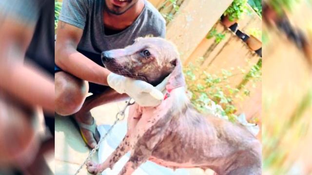 Собака сама пришла в приют, надеясь на помощь смотреть онлайн