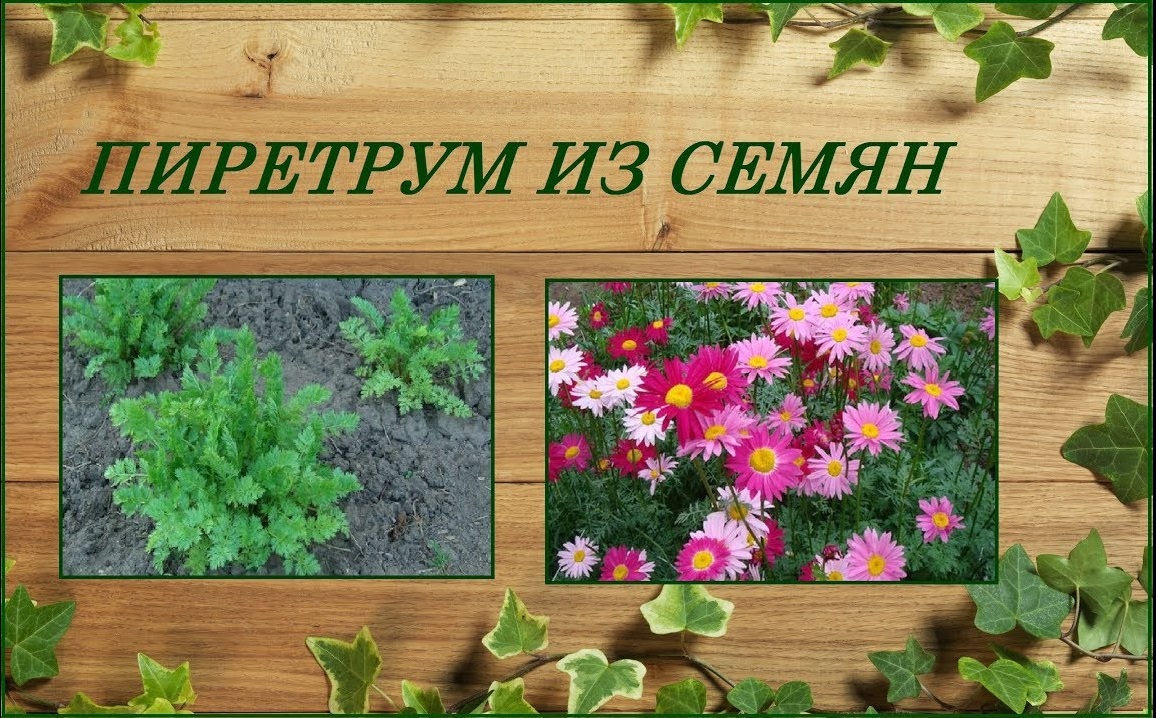 Пиретрум выращивание из семян - яркий неприхотливый многолетник любителям ромашек смотреть онлайн