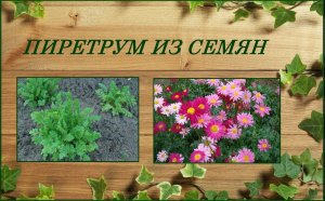 Пиретрум выращивание из семян - яркий неприхотливый многолетник любителям ромашек